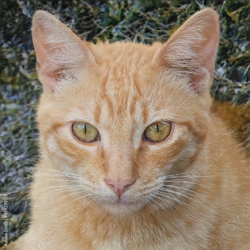 portrait of a nice cat