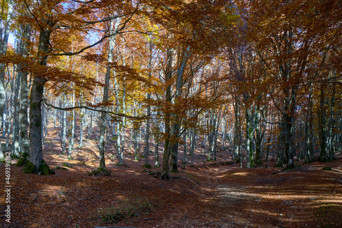 Walking path in the autumn at Monte Livata, Monti Simbruini Natural Regional Park