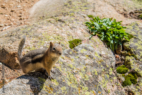 A little chipmunk posing nosy in the Rocky Mountains National Park