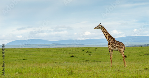 Canvas Print giraffe in the savannah