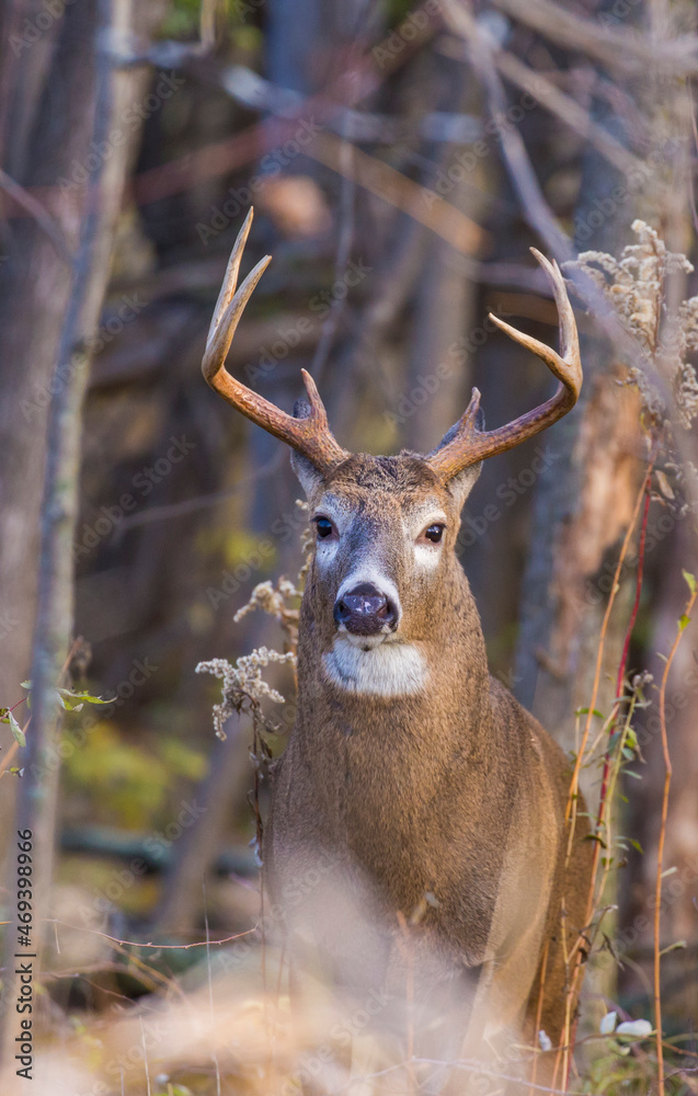Fototapeta premium white tailed deer in rut