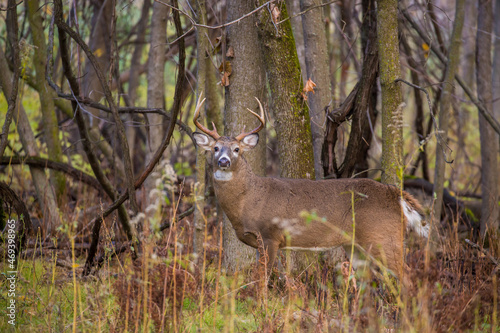 white tailed deer in rut