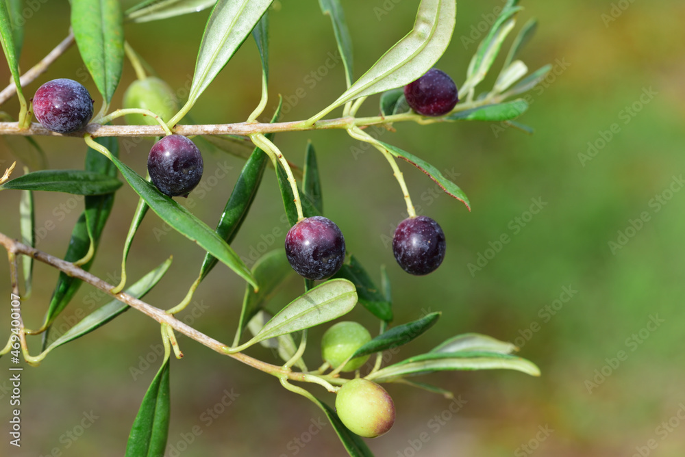 An olive branch with small ripe dark and still unripe green olives against a green background in nature An olive branch with small ripe dark and still unripe green olives against a green background in nature
