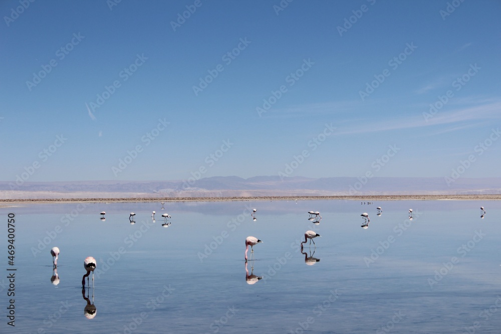 Pink Flamingos on Laguna Chaxa at Los Flamencos National Reserve, Atacama, Chile.