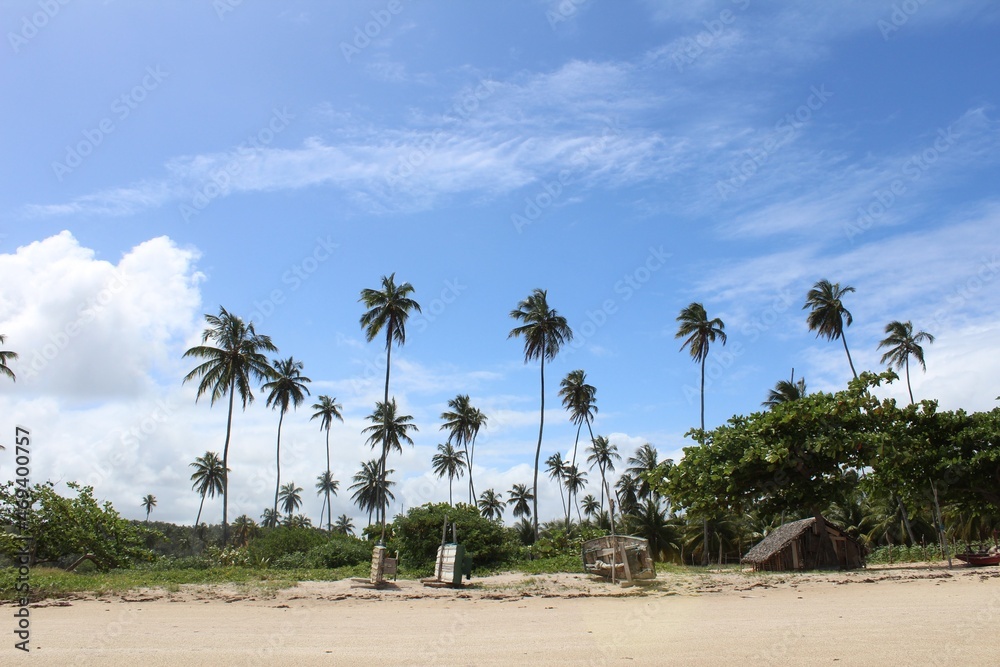 Palm trees on the beach at Sao Miguel dos Milagres, Alagoas, Brazil.