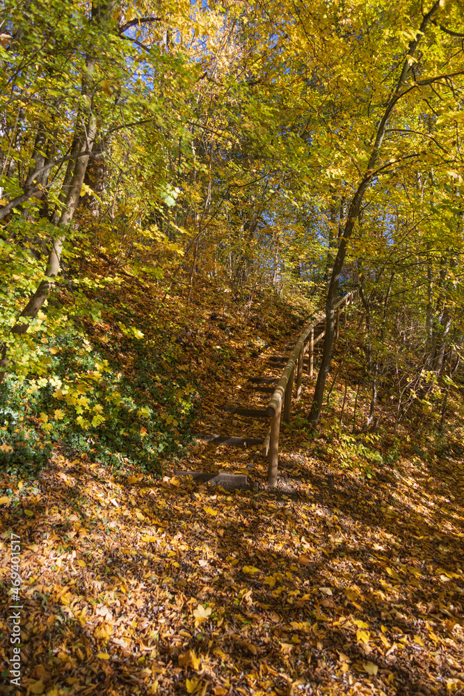 Obraz premium Hiking trail through fall foliage forest 