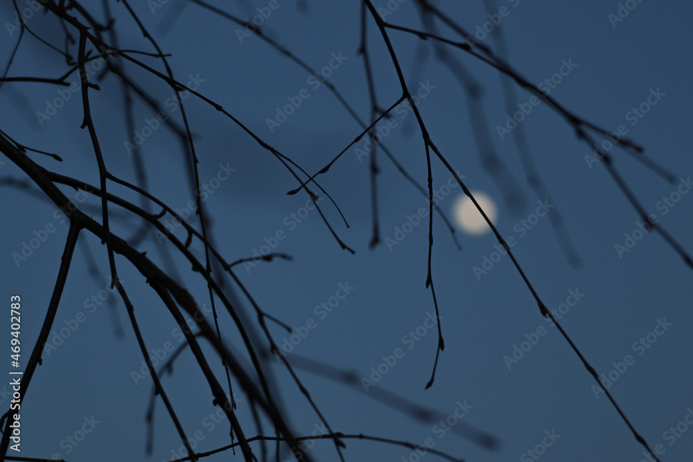 Fototapeta premium Branches of a tree and evening sky