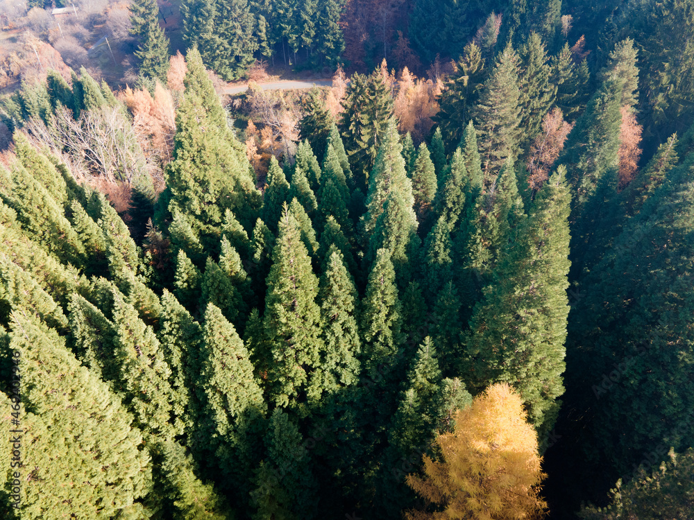 Aerial view of Old Sequoia forest near village of Bogoslov, Bulgaria Aerial view of Old Sequoia forest near village of Bogoslov, Bulgaria