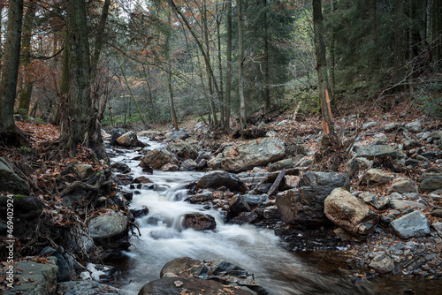 stream in the woods