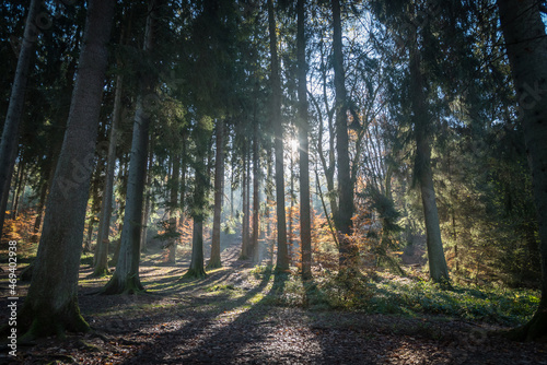 sun rays in the forest