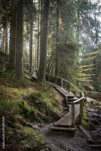 path in the woods