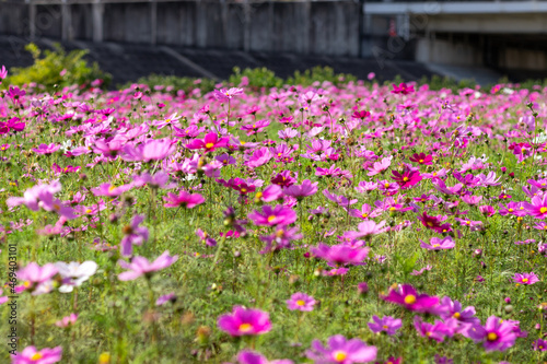 Wallpaper Mural 満開のコスモス畑 Torontodigital.ca