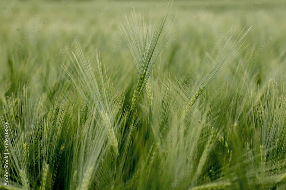 Ripening ears of meadow wheat field. Rich harvest Concept. Ears of green wheat close up. Ripening ears of meadow wheat field. Rich harvest Concept. Ears of green wheat close up.