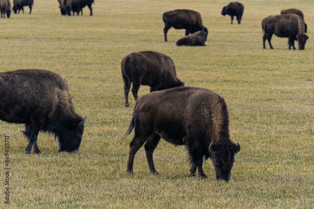 Herd of American Bison Grazing in a Field Herd of American Bison Grazing in a Field