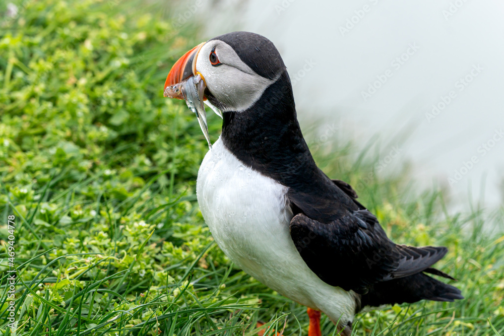 Naklejka premium Beautiful close up view of Puffins -Fratercula- feeding with sardine fish in the Mykines -Faroe Islands 