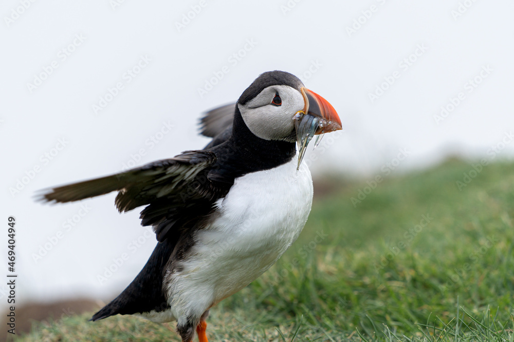 Obraz premium Beautiful close up view of Puffins -Fratercula- feeding with sardine fish in the Mykines -Faroe Islands 