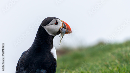 Beautiful close up view of Puffins  -Fratercula- feeding with sardine fish in the Mykines -Faroe Islands  © Gian