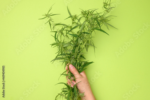 Fototapeta Naklejka Na Ścianę i Meble -  female hands are holding a hemp bush. Concept of searching for alternative treatments