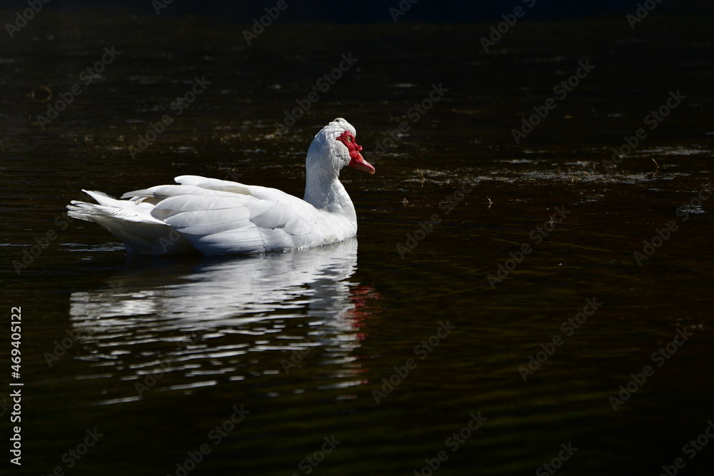 Fototapeta premium PATO