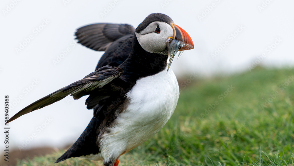 Beautiful close up view of Puffins -Fratercula- feeding with sardine fish in the Mykines -Faroe Islands Beautiful close up view of Puffins -Fratercula- feeding with sardine fish in the Mykines -Faroe Islands