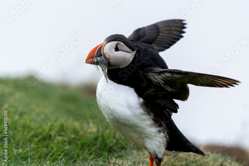 Beautiful close up view of Puffins -Fratercula- feeding with sardine fish in the Mykines -Faroe Islands 