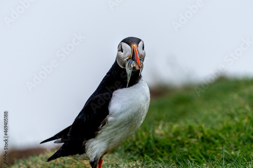 Beautiful close up view of Puffins -Fratercula- feeding with sardine fish in the Mykines -Faroe Islands 