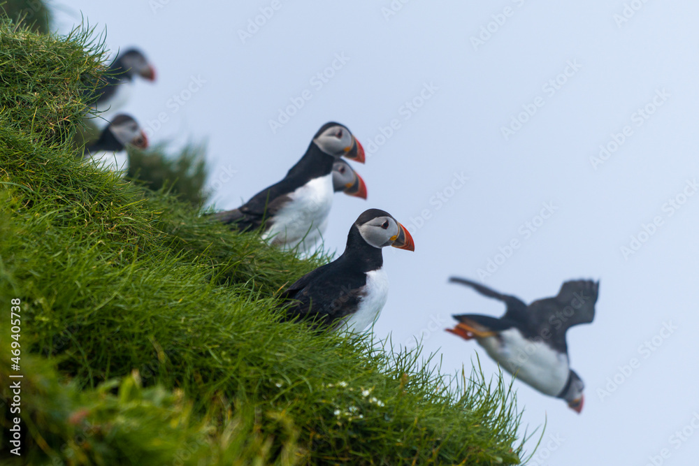 Fototapeta premium Close up view of the beautiful Puffins -Fratercula- in the natural environment in the Mykines island -Faroe Islands 