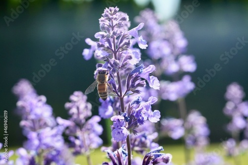 close up of lavender flowers and honey bee