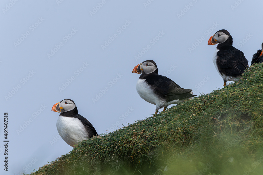 Fototapeta premium Close up view of the beautiful Puffins -Fratercula- in the natural environment in the Mykines island -Faroe Islands 