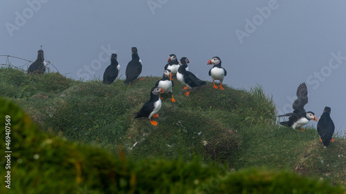 Close up view of the beautiful Puffins -Fratercula- in the natural environment in the Mykines island -Faroe Islands 