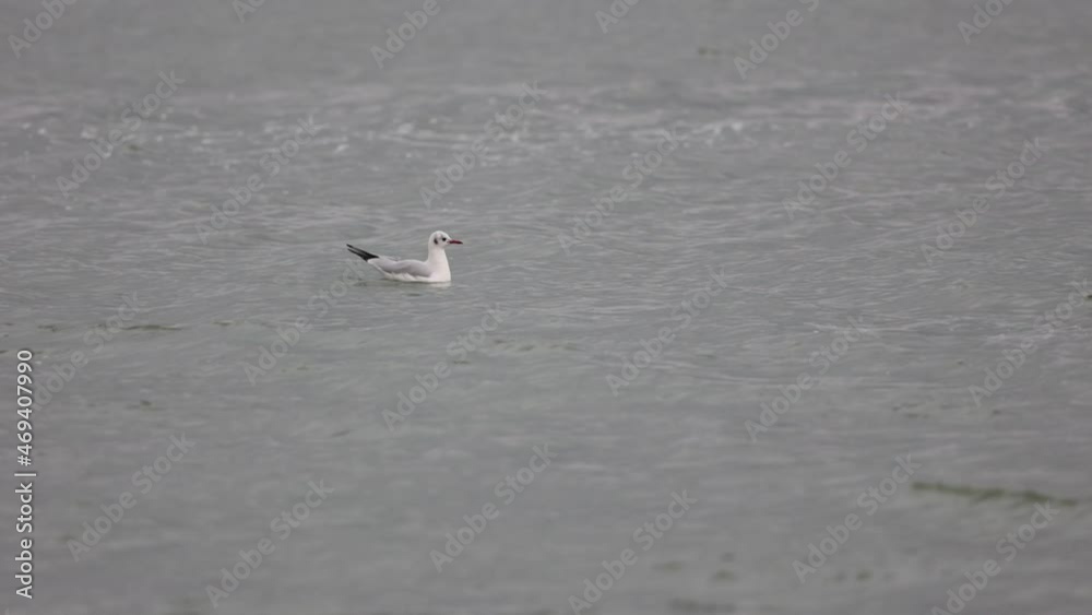 Seagull Swims In The Wavy Water Of River. - close up Seagull Swims In The Wavy Water Of River. - close up