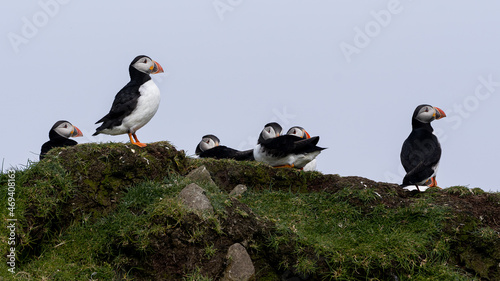 Close up view of the beautiful Puffins -Fratercula- in the natural environment in the Mykines island -Faroe Islands 