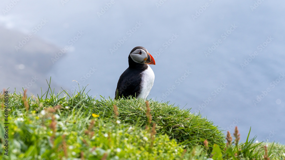Fototapeta premium Close up view of the beautiful Puffins -Fratercula- in the natural environment in the Mykines island -Faroe Islands 
