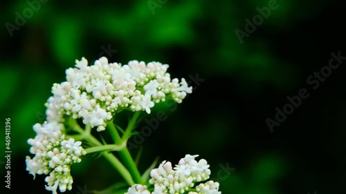 Valerian officinalis on a green background. Healing flowers and herbs.White flowers of Valerian officinalis photo