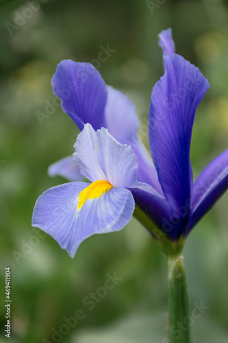 Iris