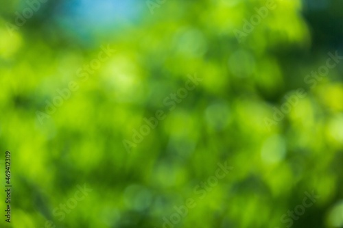 Green Leaves Out of Focus