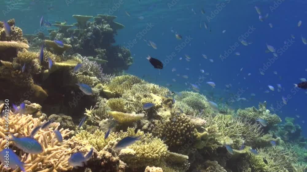 coral reef in the Maldives with table corals and hard corals