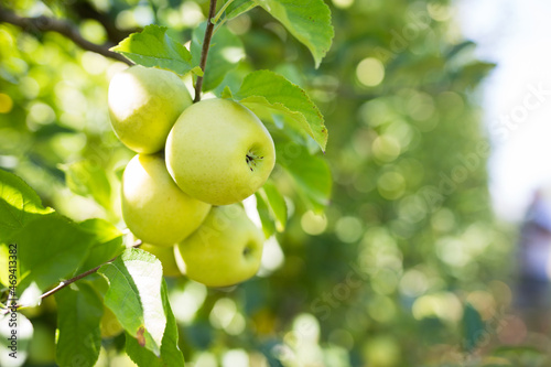 Fresh ripe apples hanging on tree branches in summer fruit garden. Organic fruit growing concept..