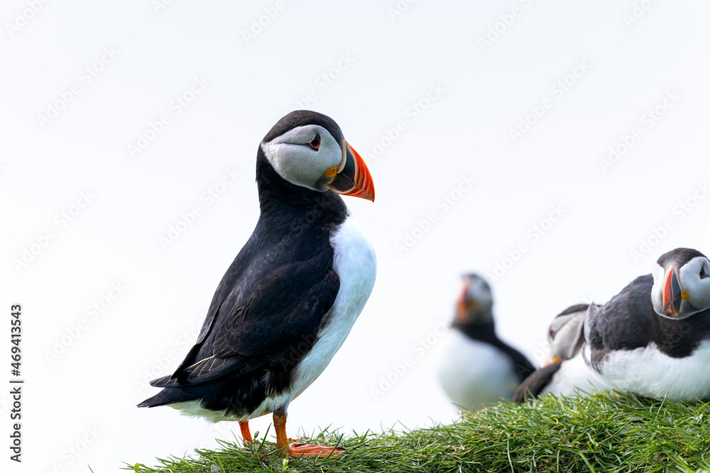 Naklejka premium Close up view of the beautiful Puffins -Fratercula- in the natural environment in the Mykines island -Faroe Islands 