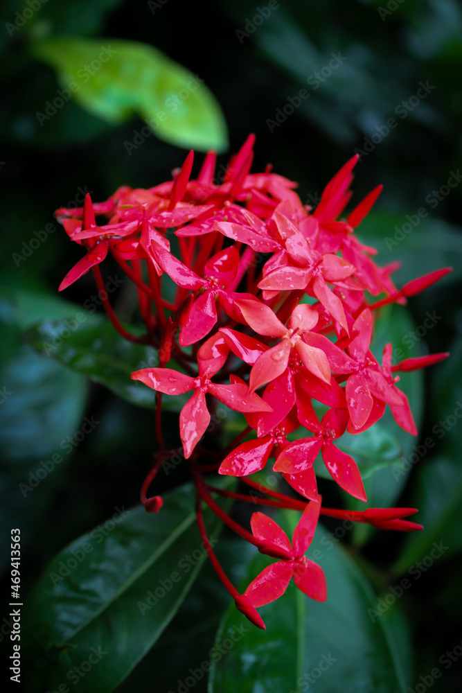 HD photo of Jungle geranium flower from my garden HD photo of Jungle geranium flower from my garden