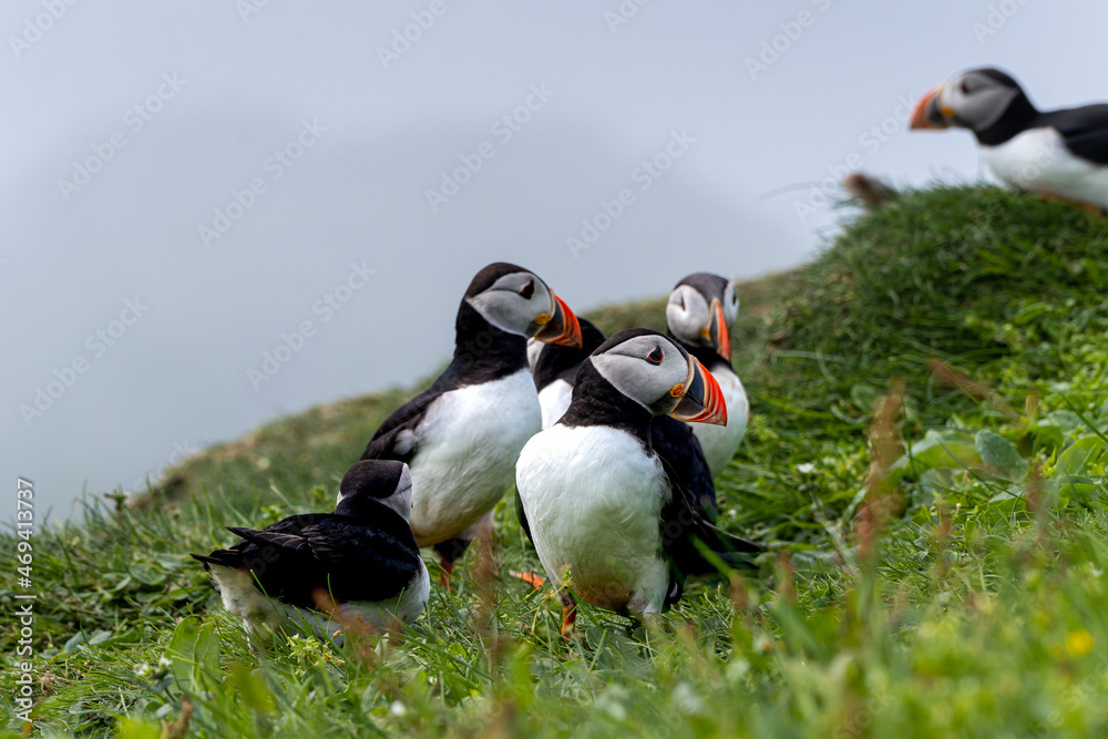 Fototapeta premium Close up view of the beautiful Puffins -Fratercula- in the natural environment in the Mykines island -Faroe Islands 