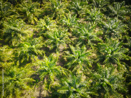 Top view palm leaves from above of crops in green  Bird s eye view tropical tree plant  Aerial view of the palm tree green fields nature agricultural farm background