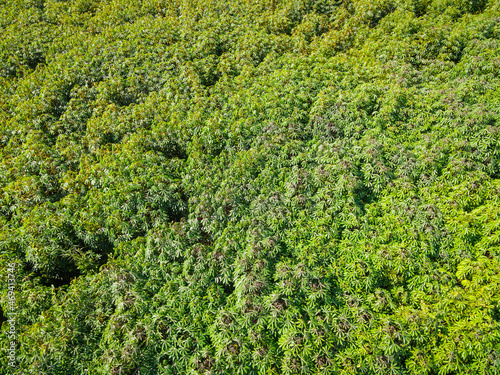 Top view cassava leaves from above of crops in green, Bird's eye view tropical tree plant, Aerial view of the cassava plantation green fields nature agricultural farm background