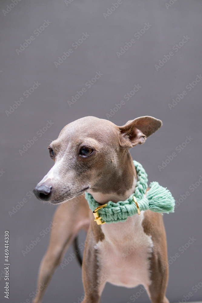 Closeup of female Italian greyhound face with green mint hand craft collar on cement background, front view
