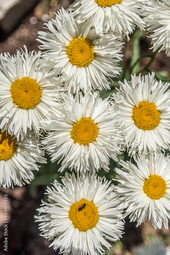 Obraz premium Shasta Daisy