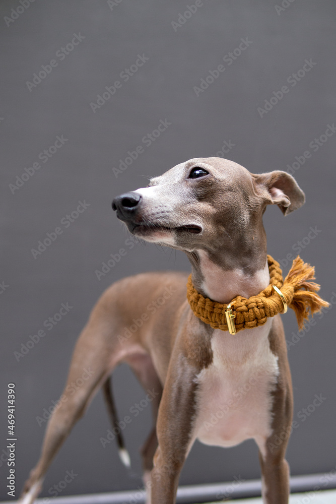 Closeup of female Italian greyhound face with brown hand craft collar on cement background, front view Closeup of female Italian greyhound face with brown hand craft collar on cement background, front view