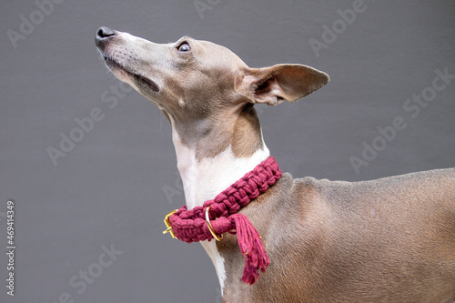 Closeup of female Italian greyhound face with red hand craft collar on cement background, side view