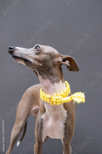 Closeup of female Italian greyhound face with yellow hand craft collar on cement background, front view photo