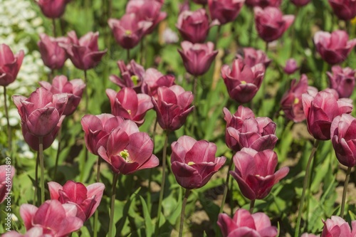 beautiful natural bunch of flower tulips in garden