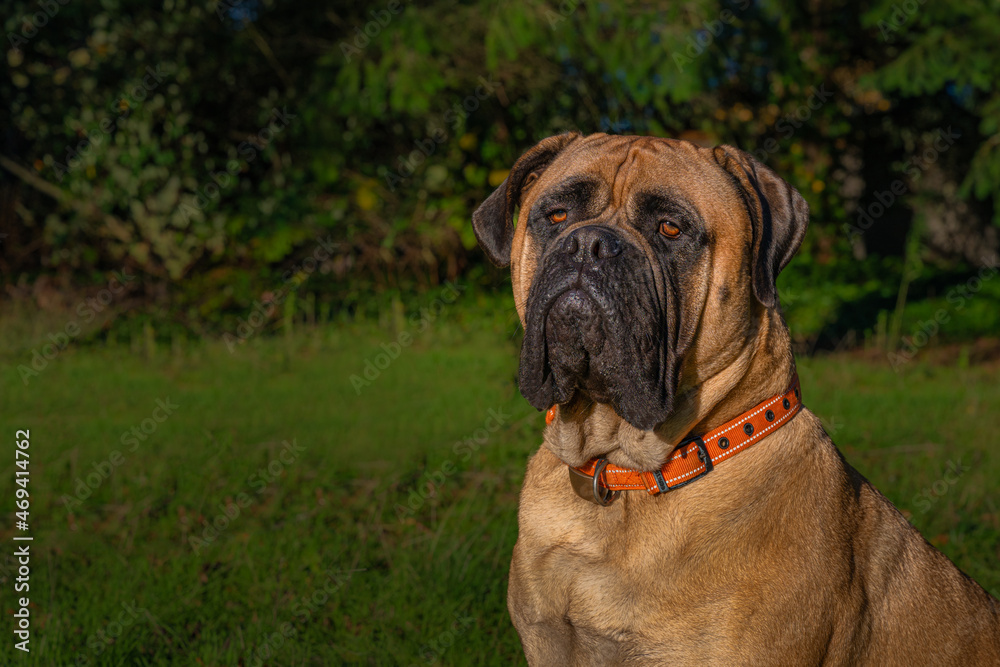2021-11-15 PORTRAIT SHOT OF A LARGE BULLMASTIFF IN A PARK WITH A BLURRY BACKGROUND